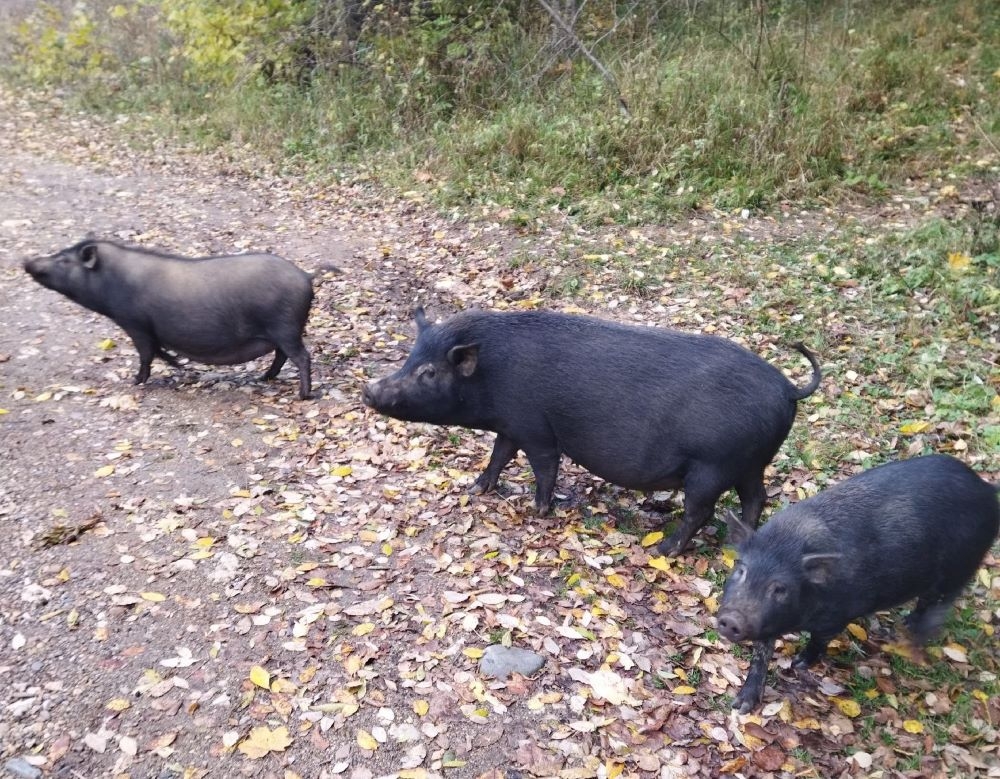 Краснодарский край намерен за 3 года восстановить поголовье свиней после АЧС. © Фото: Интерфакс, Мария Исаак