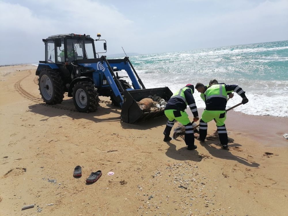 В настоящее время проводится уборка пляжа, где были найдены десятки мертвых дельфинов. Фото: пресс-служба мэрии Анапы