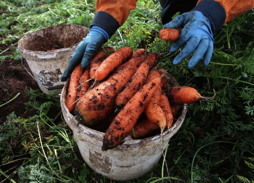 Необходимо с осторожностью потреблять морковь людям с заболеваниями желудочно-кишечного тракта, патологией печени и поджелудочной железы. Фото