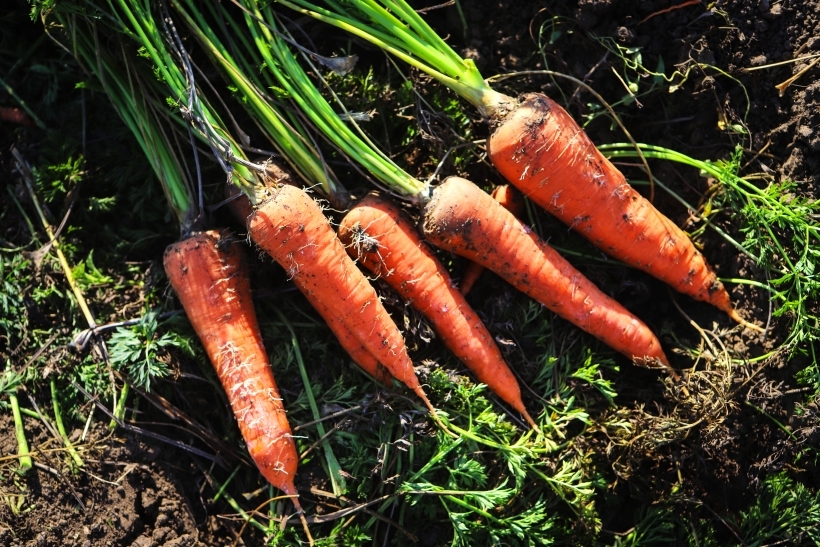 Морковь может похвастаться рекордным содержанием каротина — вещества, которое преобразуется в организме в витамин А. Фото