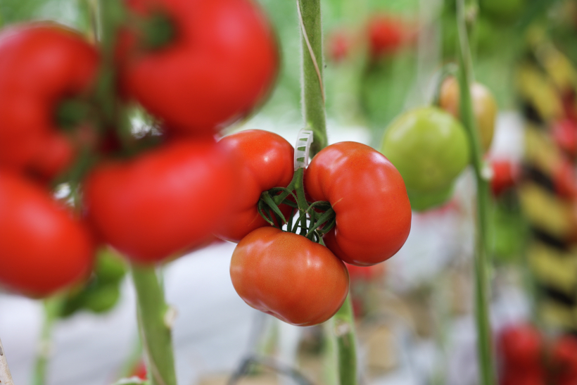 В помидорах содержатся кислоты, которые могут раздражать слизистую желудка. Фото