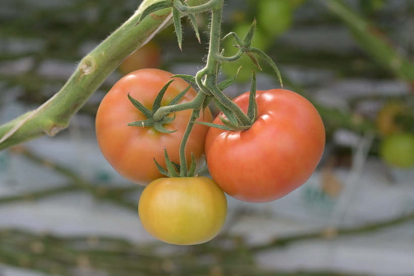 Ученые до сих пор не пришли к единому мнению, ягода помидор или овощ. Фото