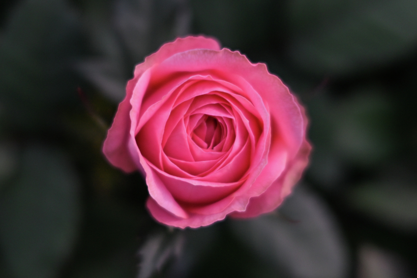Имя Роза произошло от названия одноименного цветка. Фото
