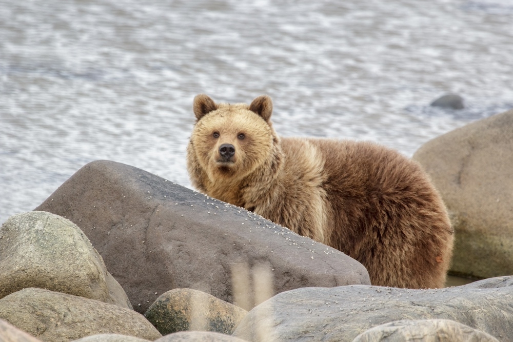 Медведь в Онежском Поморье. Проект Мишки не в лесу. Фото