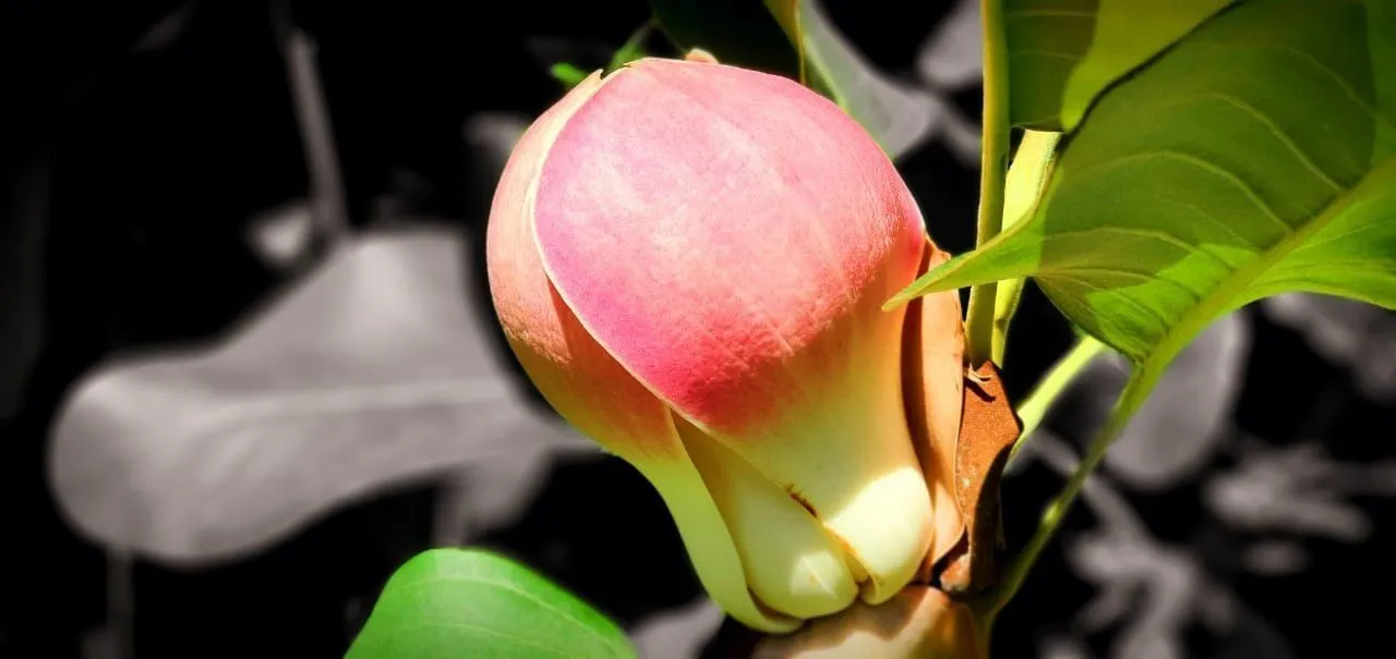 Магнолии с ароматами арбуза и дыни зацвели в Сочи. © Фото: пресс-служба Кавказского заповедника, Эльвира Фарвазова