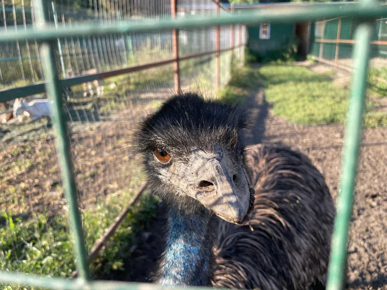 Фермы в Московской области: где провести выходные