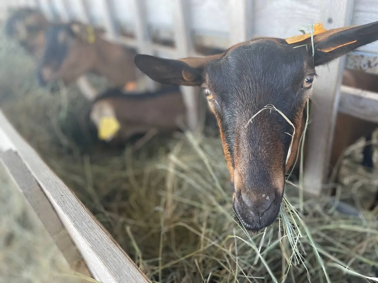 Фермы в Московской области: где провести выходные