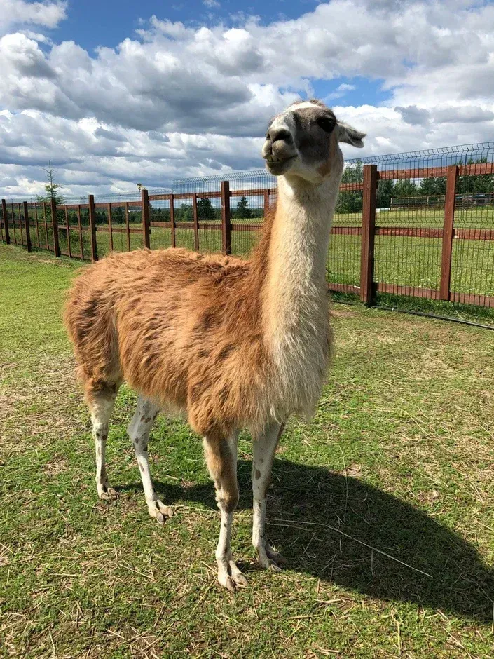Фермы в Московской области: где провести выходные