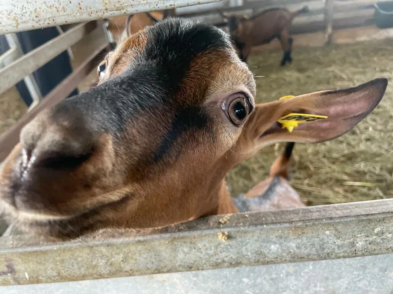 Фермы в Московской области: где провести выходные