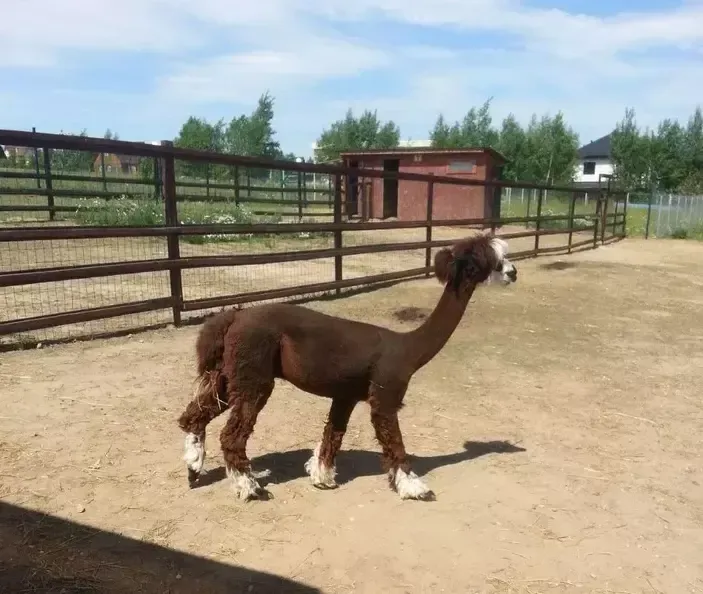 Фермы в Московской области: где провести выходные