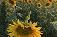 Урожай подсолнечника в Ставропольском крае в 2024г упал почти на 38%, урожайность - на 36%