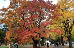 Туроператоры объяснили, почему образуются очереди в посольстве Японии