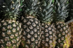 Партию зараженных вредителем ананасов и гранатов из Китая выявили в Красноярском крае