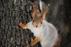 В Москве в 2024 году зафиксировано на 140 видов животных больше, чем в 2023 году