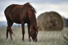 Реконструкцию Московского ипподрома планируется завершить в 2026г - Собянин