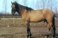 Башкирия проводит конкурс на гимн лошади, победитель получит коня