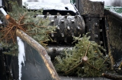 Жители Тюмени стали охотней сдавать новогодние елки на переработку