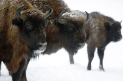 Поголовье беловежских зубров увеличат в Башкирии