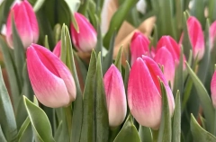 Около 1 млн тюльпанов вырастили хозяйства Ленобласти к 8 марта