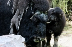 Новый питомник для бизонов открыли в Олекминском районе Якутии
