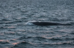 Исследования горбатых китов проведут летом на северном побережье Чукотки