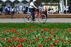 В Москве зацветет 15 млн тюльпанов - Собянин