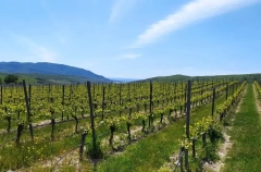 Госдума приняла в I чтении законопроект о строительстве виноделен и туробъектов на сельхозземлях