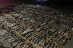 Крупную партию браконьерской осетрины изъяли в Дагестане