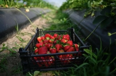 Стоимость создания ягодного кластера на Ставрополье составит 4 млрд рублей