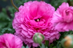 Цветы пионы: сорта, посадка и уход в открытом грунте