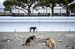 В Госдуме предлагают запретить кормить бездомных собак на общественных территориях