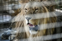 Житель ХМАО оштрафован за содержание льва