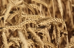 РФ уже собрала 137 млн т зерна, прогноз в 135 млн т сохраняется - Лут