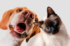 Кошки против собак: какого питомца выбрать?