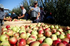 Объем сельхозпроизводства в СКФО за 9 месяцев вырос на 6,4%