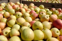 Ставрополье планирует перерабатывать всю продукцию садоводства в крае