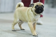 Мопс: достоинства и недостатки породы, характер и сколько стоят щенки