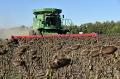 Оренбургская область собрала 480 тыс. т подсолнечника почти с 30% площади