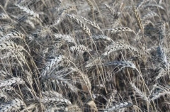 Режим ЧС из-за засухи в Ростовской области повышен до федерального статуса