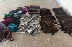 Вывоз из РФ в КНР партии шкурок соболя и шиншиллы предотвратили в Приамурье