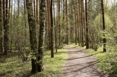 Требования к арендаторам лесов предлагают ужесточить в Ленинградской области