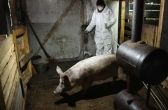 Карантин по бешенству ввели в Купино Новосибирской области