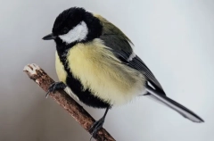 Синичкин день: история, традиции и суть праздника. Дата в 2025 году