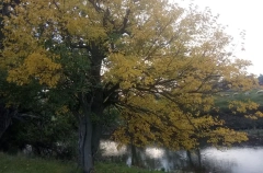 Оздоровление реки Назранка в Ингушетии начнут с 2027 года