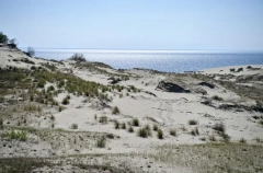 Директора нацпарка "Куршская коса" подозревают в незаконной вырубке