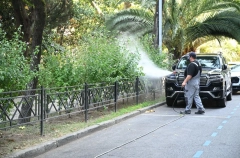 Порядка 400 млн руб. направлено на борьбу с вредителями зеленых насаждений Сочи - мэр