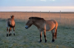 Восемь лошадей Пржевальского отправили из Оренбургской области в Хакасию