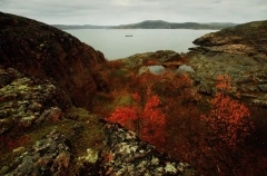 Растения и животные в Мурманской области реагируют на аномально теплую осень – ученый