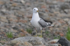 Чайку-долгожителя из Заполярья встретили в Нидерландах спустя 34 года – заповедник
