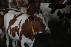 Десятки голов скота пытались незаконно ввезти в Ингушетию